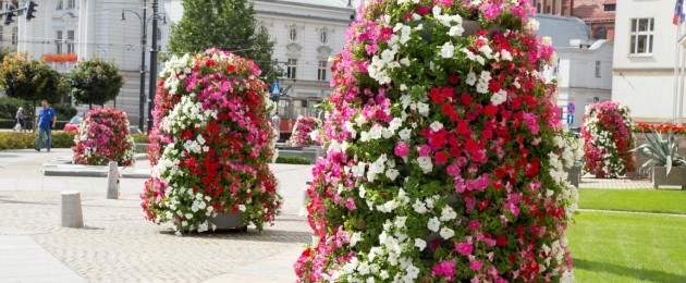 Stadtplätze, Gehsteige, Grünanlagen voller Blumen. Wie ist das möglich?