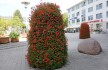 wieze kwiatowe terra ludwigsfelde (3)